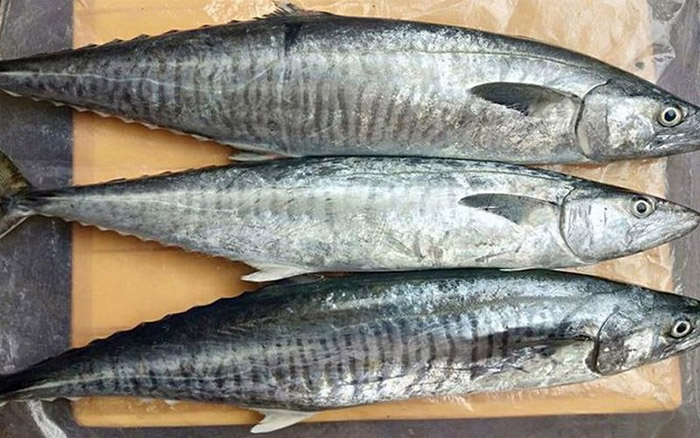 Cá thu là loiaj hải sản giàu dinh dưỡng và được chế biến đa dạng