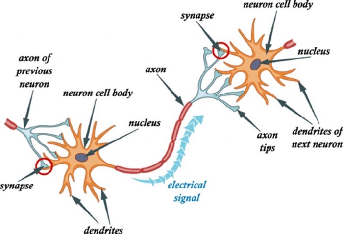 Dòng điện sinh học có tác dụng tăng dẫn truyền thần kinh