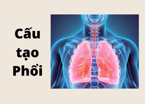 Cấu tạo của phổi