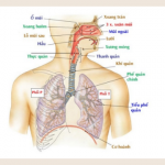 Hệ hô hấp gồm những cơ quan nào? Chức năng từng cơ quan.