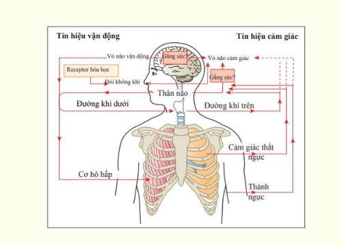 Quá trình hô hấp gồm những hoạt động nào