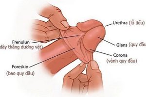 Cách làm Quy Đầu bớt Nhạy Cảm rất Đơn Giản【Cách Chuyên Gia】