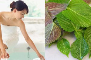 Tắm lá tía tô trị ngứa có hiệu quả không? Thực hiện thế nào?