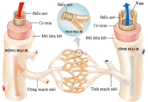 Nghiên cứu và tiến bộ trong việc giảm tai biến tiêm tĩnh mạch